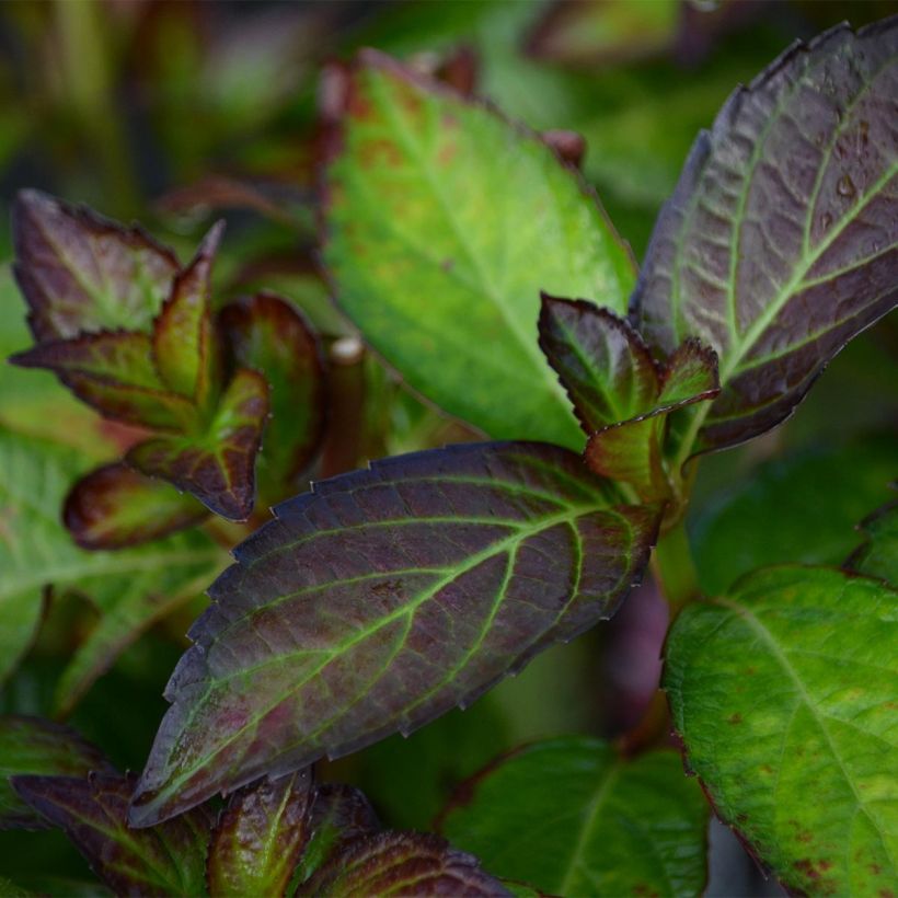 Hortensia - Hydrangea macrophylla Mirai (Feuillage)