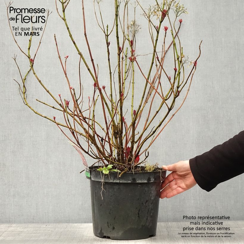 Spécimen de Hortensia - Hydrangea macrophylla Mirai en pot de 7,5l/10l tel que livré au printemps