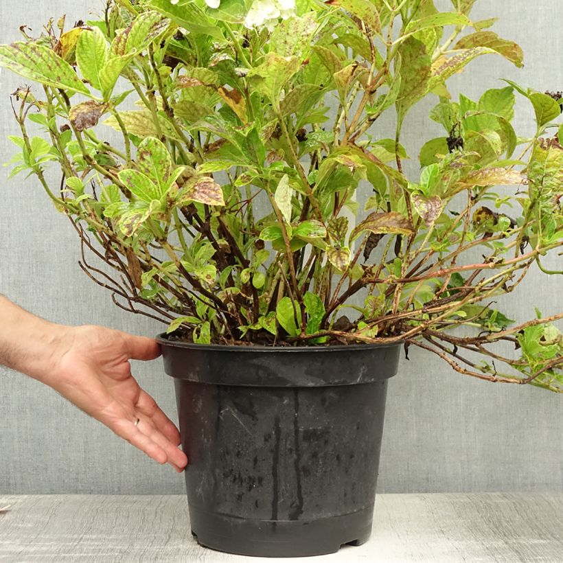 Spécimen de Hortensia - Hydrangea macrophylla Mme Emile Mouillère Pot de 7,5L/10L tel que livré en été