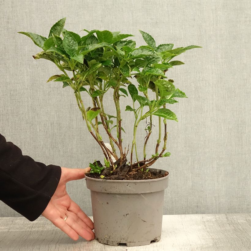 Spécimen de Hortensia - Hydrangea macrophylla Pia Pot de 2L/3L tel que livré en automne