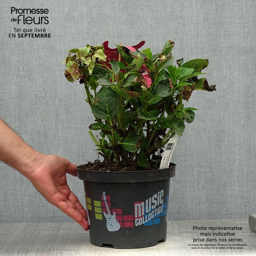 Spécimen de Hortensia - Hydrangea macrophylla Pink Pop Pot de 4L/5L tel que livré en automne