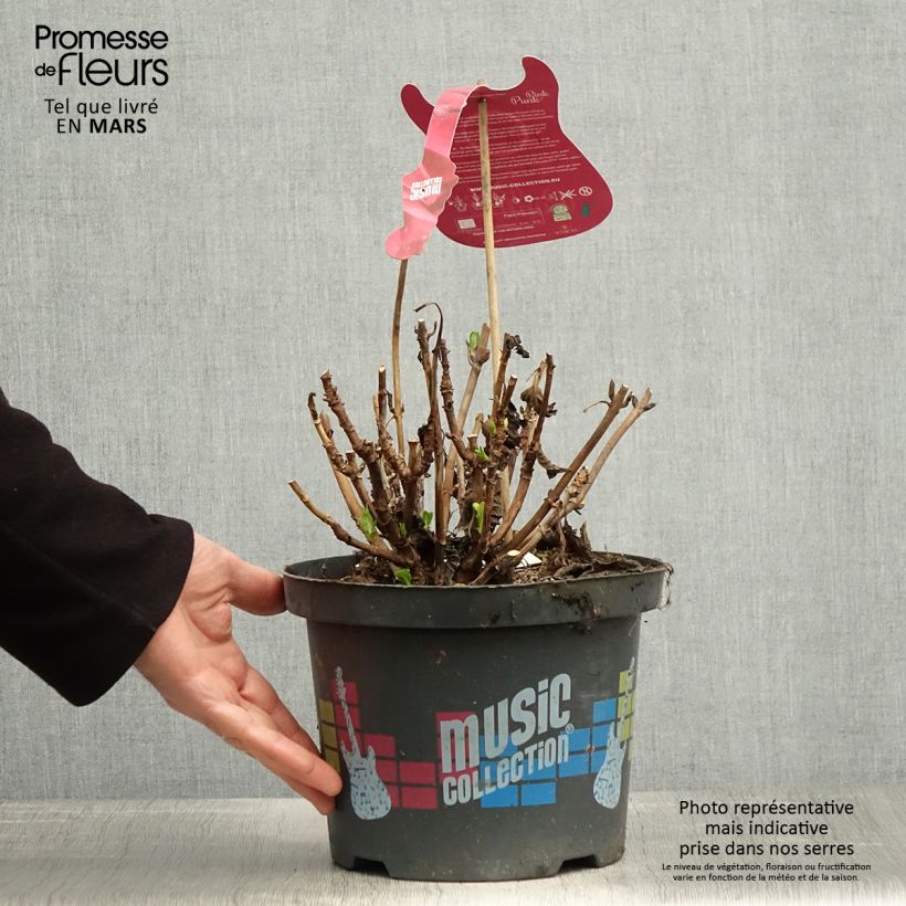 Spécimen de Hortensia - Hydrangea macrophylla Pink Pop (Music Collection)  tel que livré au printemps