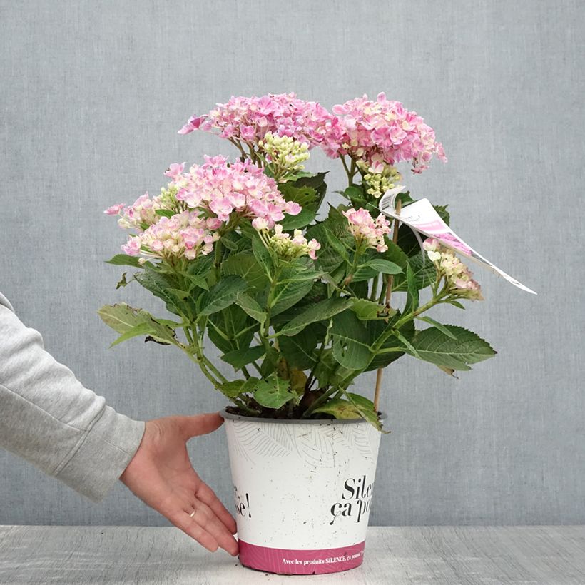 Spécimen de Hortensia - Hydrangea macrophylla Pinky Binder Pot de 4L/5L tel que livré en été