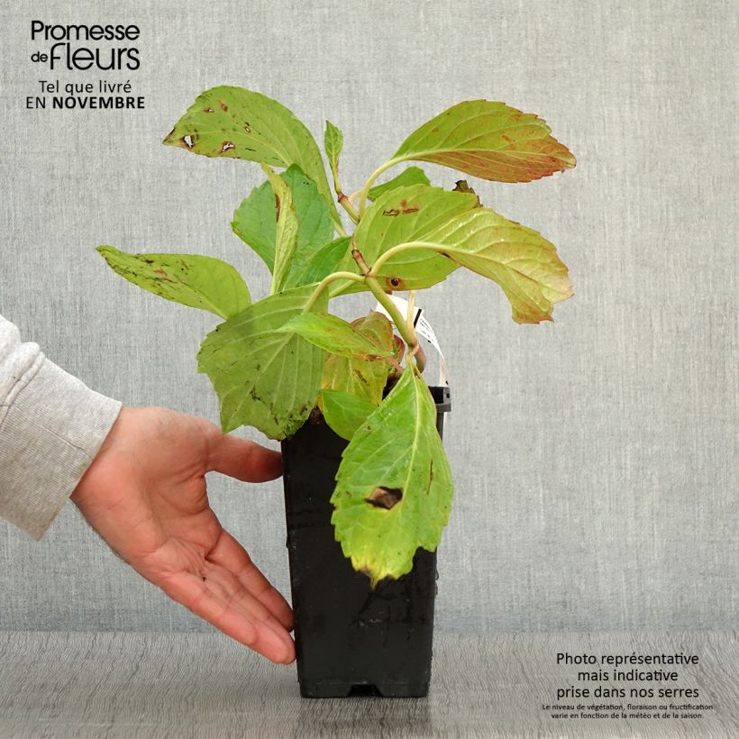 Spécimen de Hortensia - Hydrangea macrophylla Princess Diana Pot de 1,5L/2L tel que livré en automne