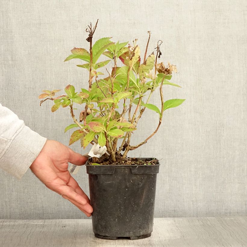 Spécimen de Hortensia - Hydrangea macrophylla Rahic Pot de 3L/4L tel que livré en automne