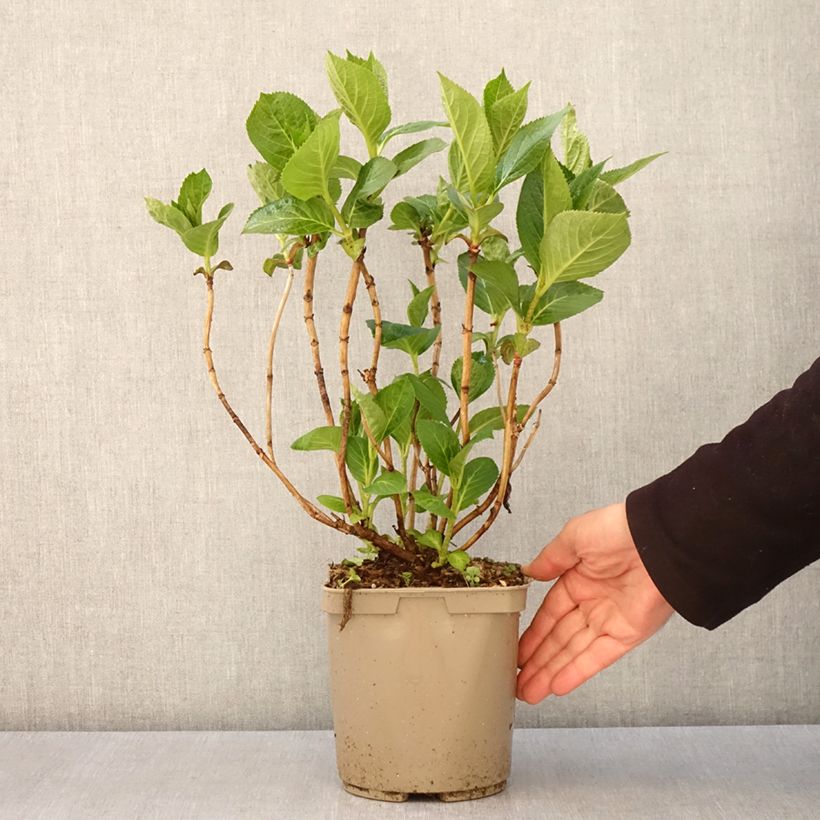 Spécimen de Hortensia - Hydrangea macrophylla Rahic - Pot de 3L/4L tel que livré au printemps