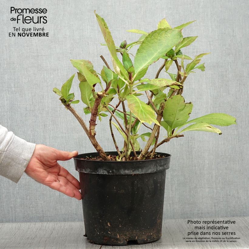 Spécimen de Hortensia - Hydrangea macrophylla Red Ace Pot de 4L/5L tel que livré en automne