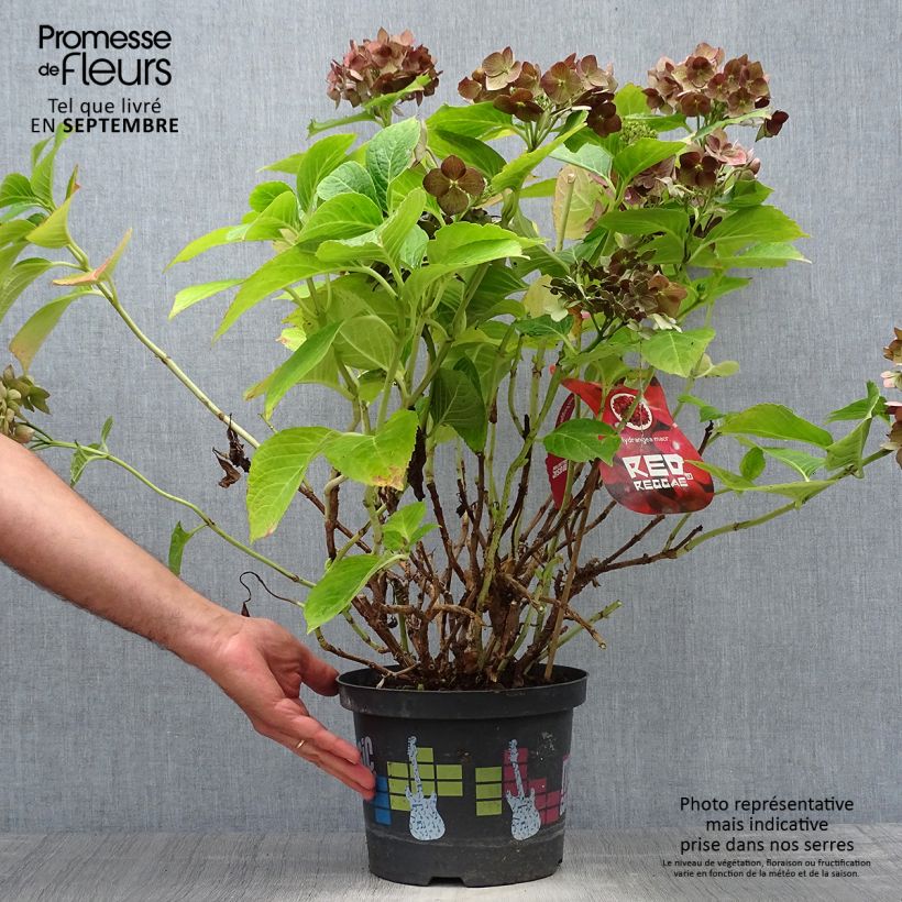 Spécimen de Hortensia - Hydrangea macrophylla Red Reggae (Music Collection) Pot de 4L/5L tel que livré en automne