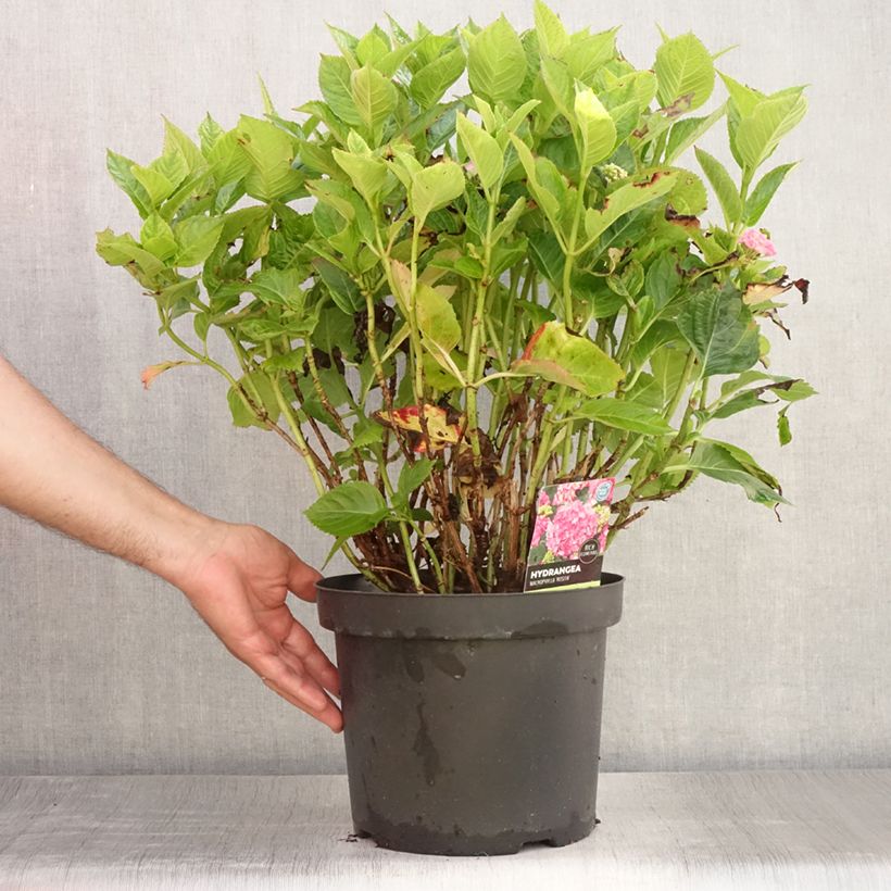 Spécimen de Hortensia - Hydrangea macrophylla Rosita Pot de 7,5L/10L tel que livré en été