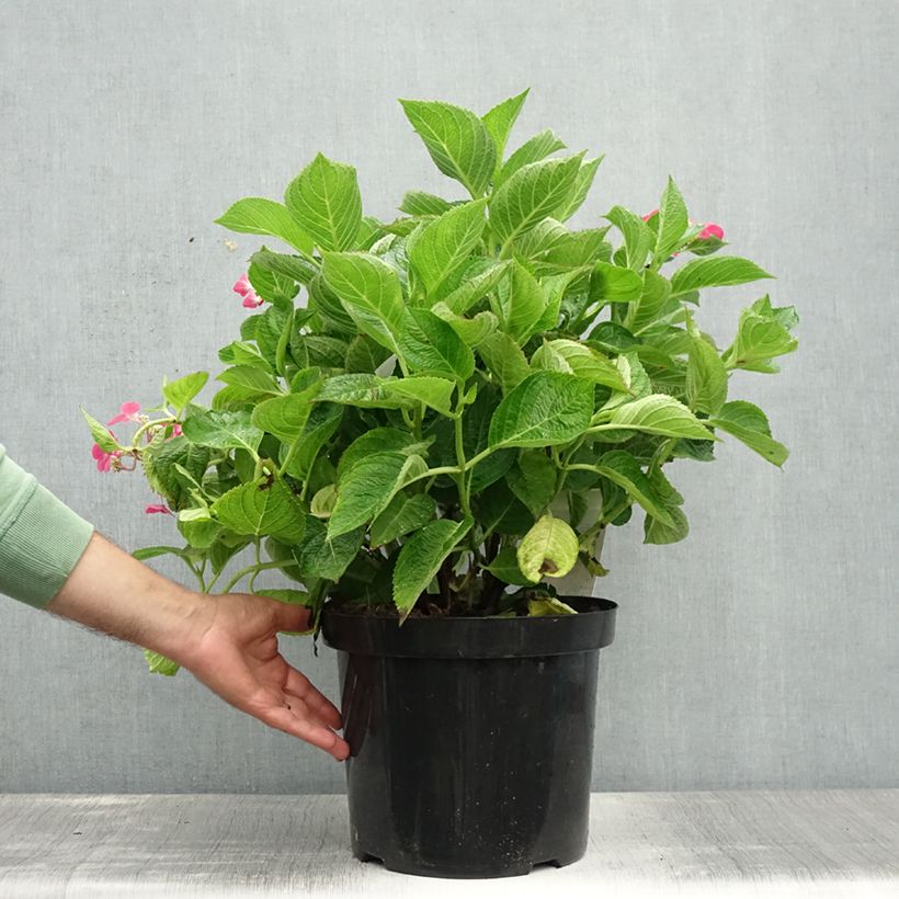 Spécimen de Hortensia - Hydrangea macrophylla Rotschwanz  Pot de 7,5L/10L tel que livré en été
