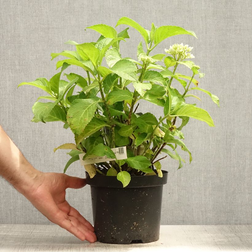 Spécimen de Hortensia - Hydrangea macrophylla Schneeball Pot de 3L/4L tel que livré en été