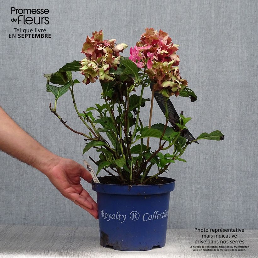 Spécimen de Hortensia - Hydrangea macrophylla Selma Pot de 4L/5L tel que livré en automne