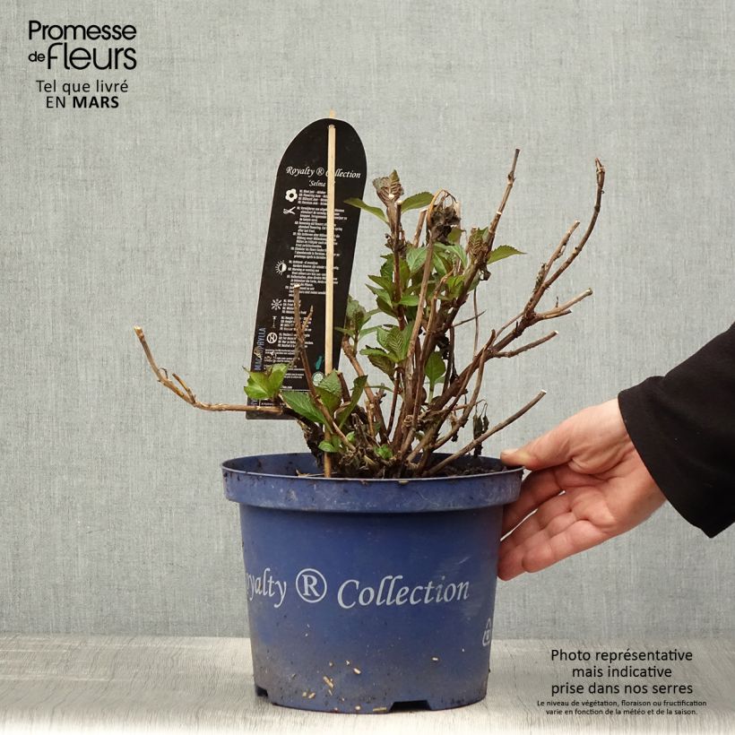 Spécimen de Hortensia - Hydrangea macrophylla Selma Pot de 5L tel que livré au printemps
