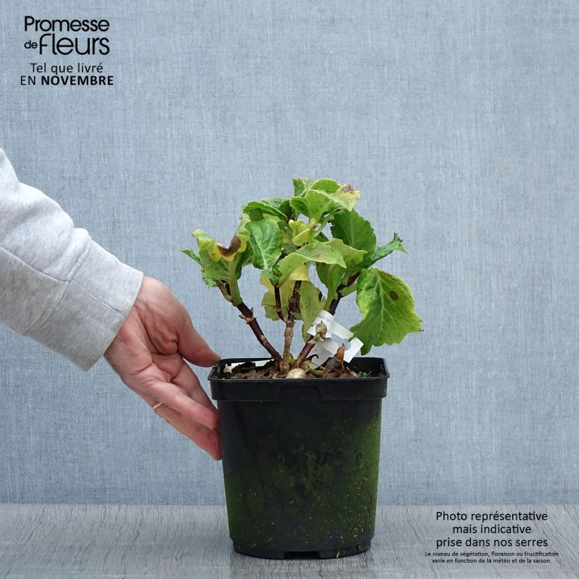 Spécimen de Hortensia macrophylla So Long Aya Pot de 3L/4L tel que livré en automne
