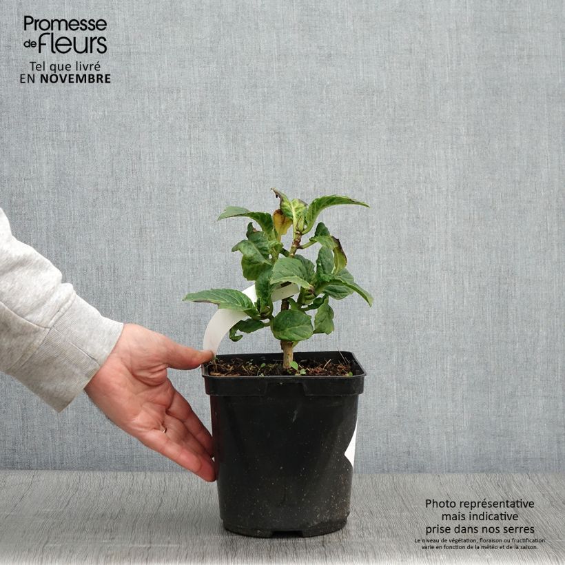 Spécimen de Hortensia macrophylla So Long Starlit Sky Pot de 3L/4L tel que livré en automne