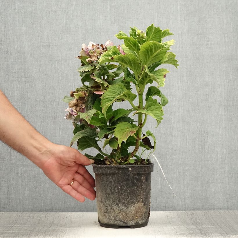 Spécimen de Hortensia macrophylla So Long Starlit Sky Pot de 3L/4L tel que livré en été