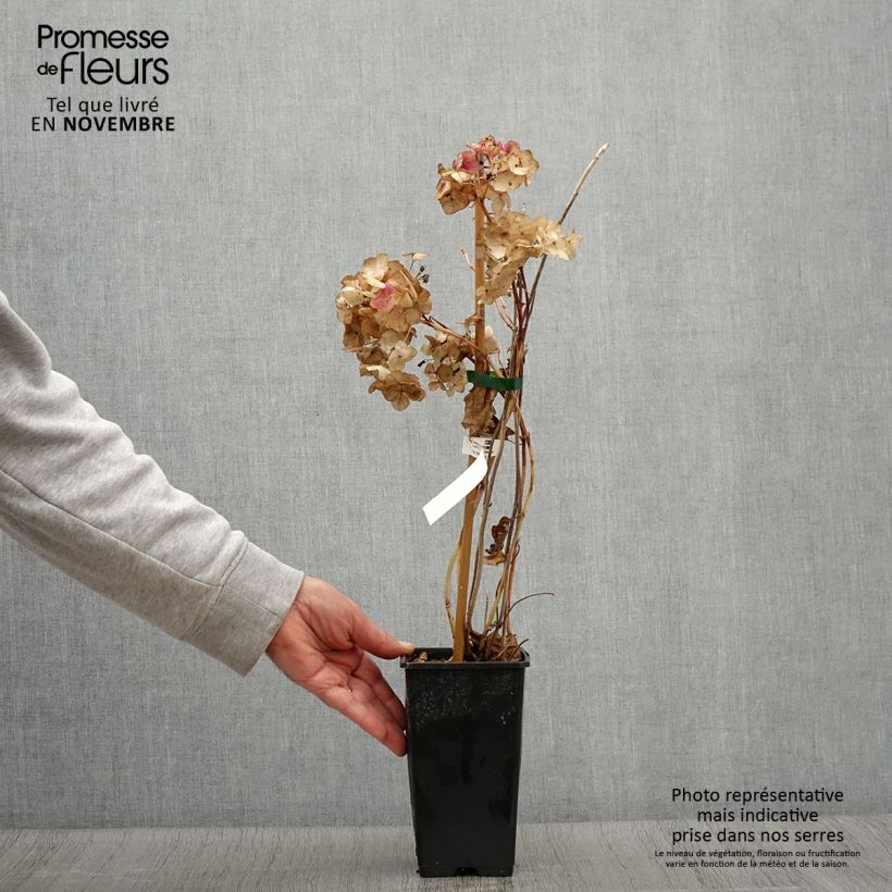 Spécimen de Hortensia - Hydrangea macrophylla So Long® Rosy Pot de 1,5L/2L tel que livré en automne