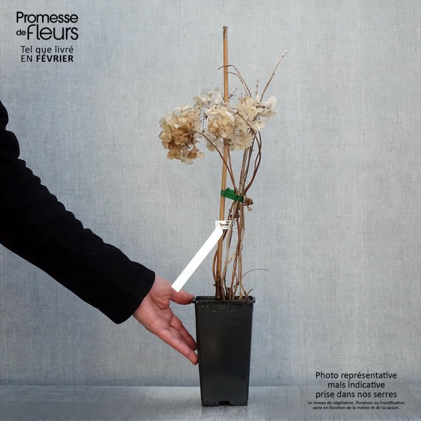 Spécimen de Hortensia - Hydrangea macrophylla So Long® Rosy tel que livré en hiver