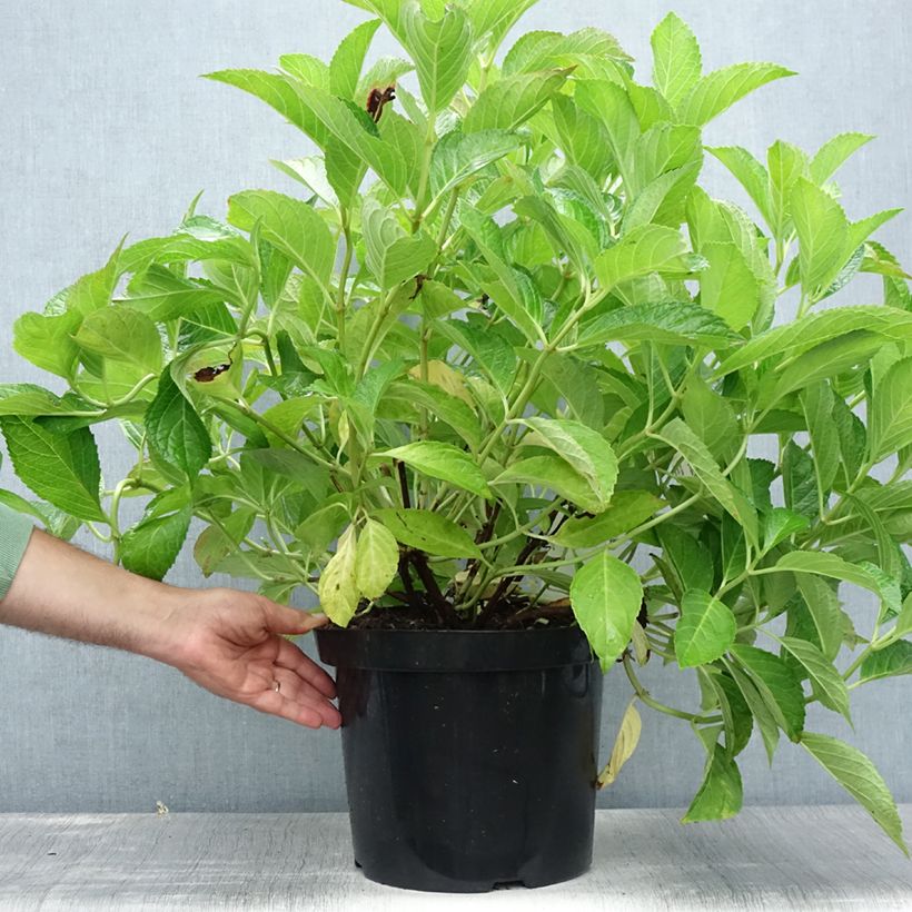 Spécimen de Hortensia - Hydrangea macrophylla Sœur Thérèse Pot de 7,5L/10L tel que livré en été