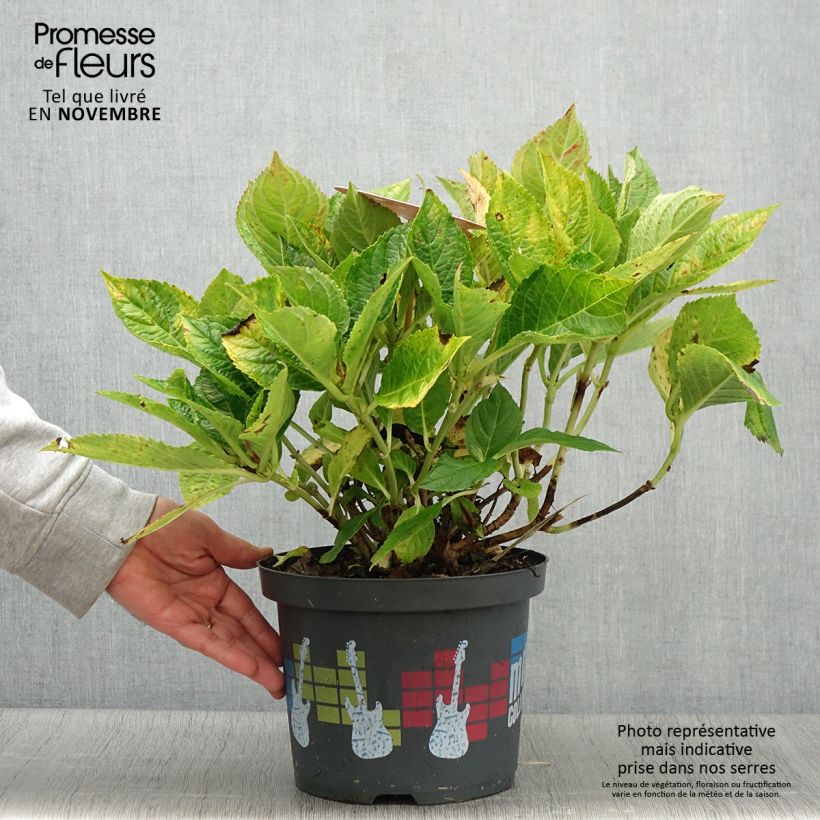 Spécimen de Hortensia - Hydrangea macrophylla Soft Pink Salsa Pot de 4L/5L tel que livré en automne