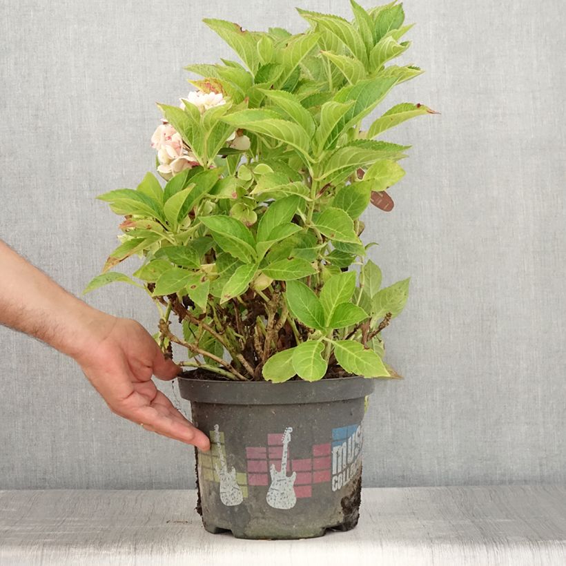 Spécimen de Hortensia - Hydrangea macrophylla Soft Pink Salsa Pot de 4L/5L tel que livré en été