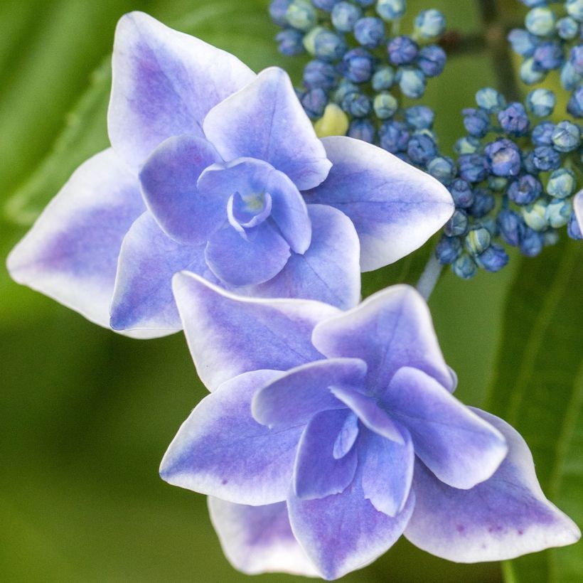 Hortensia - Hydrangea macrophylla Star Gazer Bleu (Floraison)