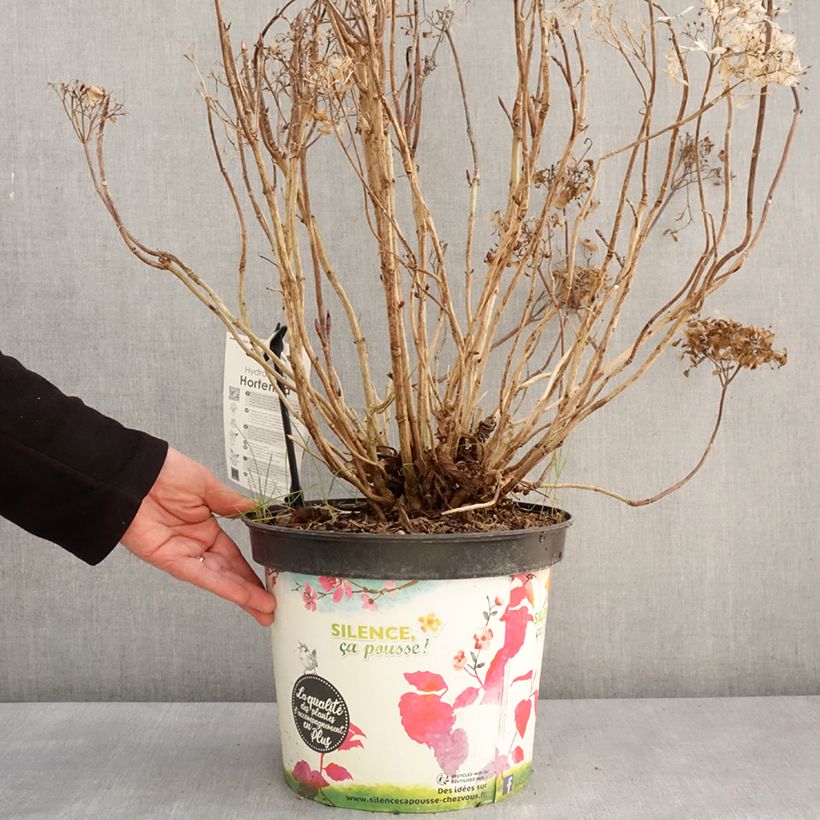 Spécimen de Hortensia - Hydrangea macrophylla Star Gazer Bleu en pot de 7,5l/10l tel que livré en hiver