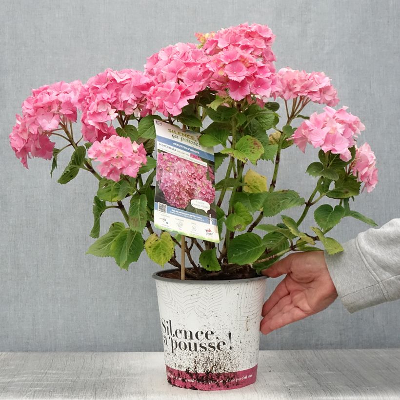 Spécimen de Hortensia - Hydrangea macrophylla Stellar rose Pot de 4L/5LHauteur livrée env. 25/30cm tel que livré en été