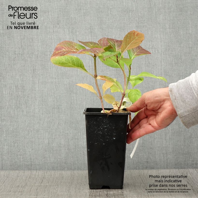 Spécimen de Hortensia - Hydrangea macrophylla Tinkerbell Pot de 1,5L/2L tel que livré en automne