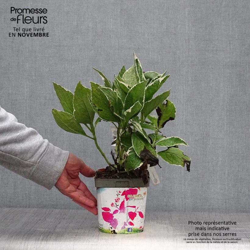 Spécimen de Hortensia - Hydrangea macrophylla Tricolor Pot de 2L/3L tel que livré en automne
