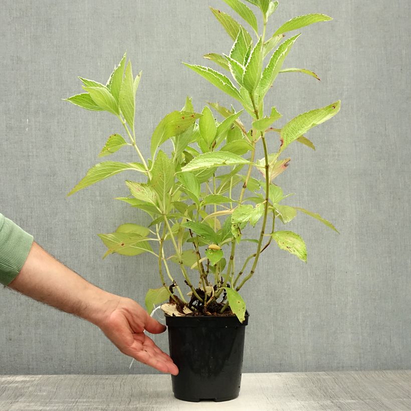 Spécimen de Hortensia - Hydrangea macrophylla Tricolor Pot de 2L/3L tel que livré en été