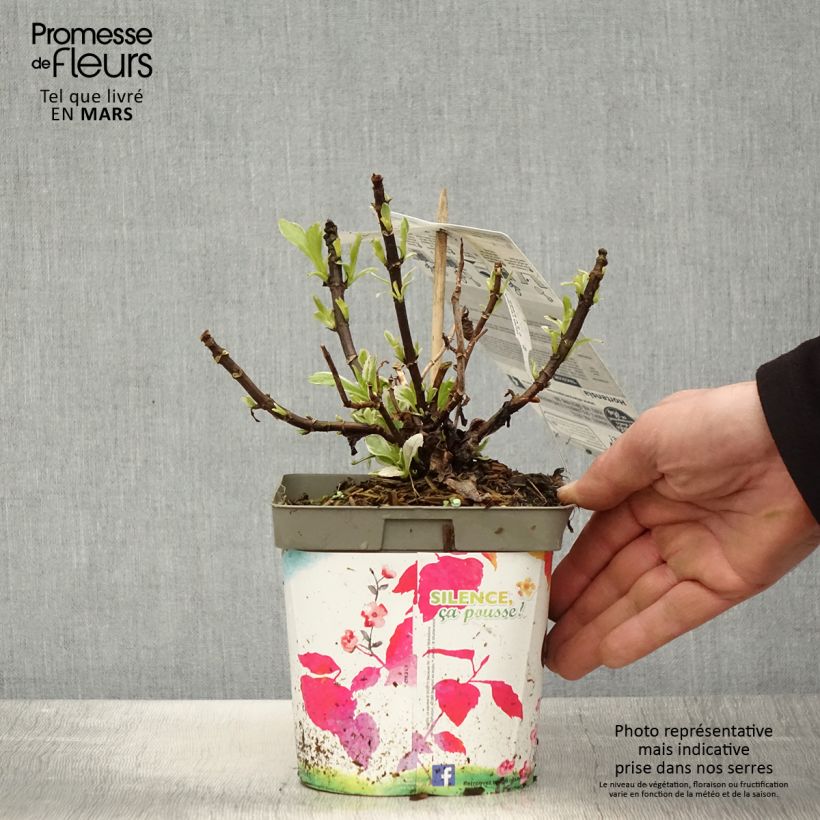 Spécimen de Hortensia - Hydrangea macrophylla Tricolor tel que livré au printemps