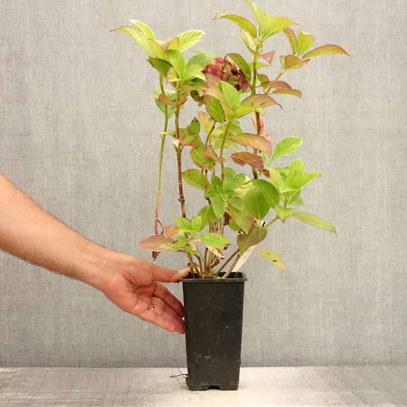Spécimen de Hortensia - Hydrangea macrophylla Valvert Pot de 1,5L/2L tel que livré en été