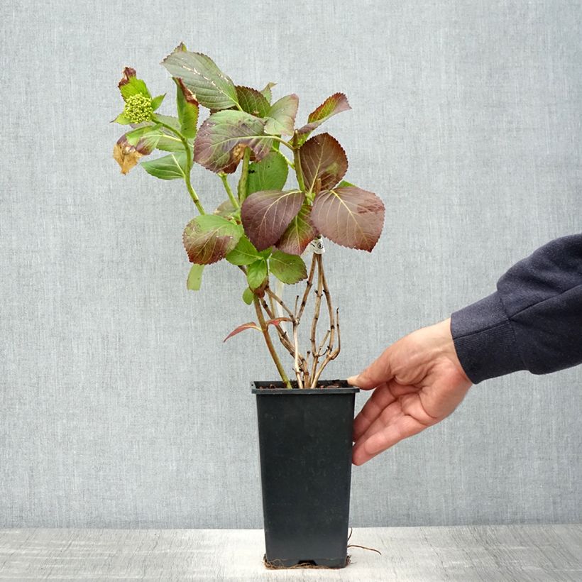 Spécimen de Hortensia - Hydrangea macrophylla Valvert Pot de 1,5L/2L tel que livré au printemps