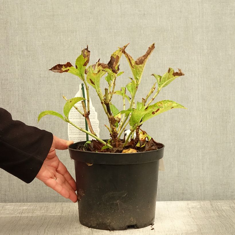 Spécimen de Hortensia - Hydrangea macrophylla Verdi Pot de 4L/5L tel que livré en automne