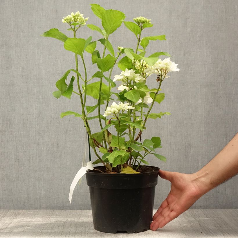 Spécimen de Hortensia - Hydrangea macrophylla Verdi Pot de 4L/5L tel que livré en été