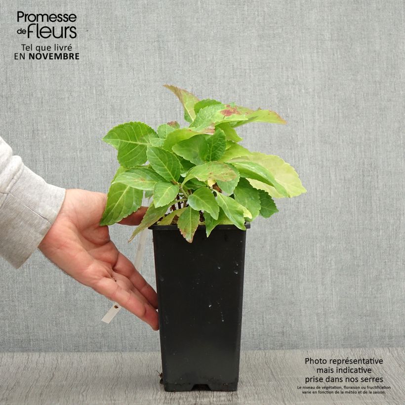 Spécimen de Hortensia - Hydrangea macrophylla Wedding Gown Pot de 1,5L/2L tel que livré en automne