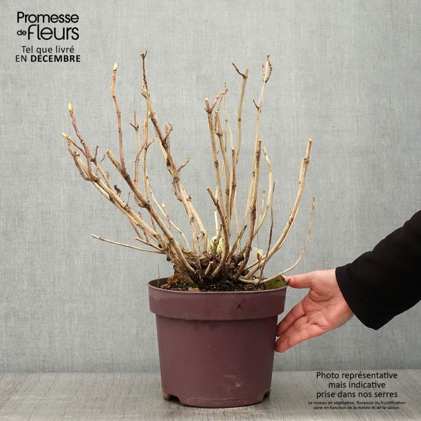 Spécimen de Hortensia - Hydrangea macrophylla Xian Pot de 7,5L/10L tel que livré en automne