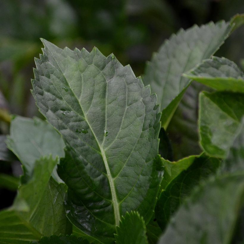 Hortensia - Hydrangea macrophylla Zorro (Feuillage)