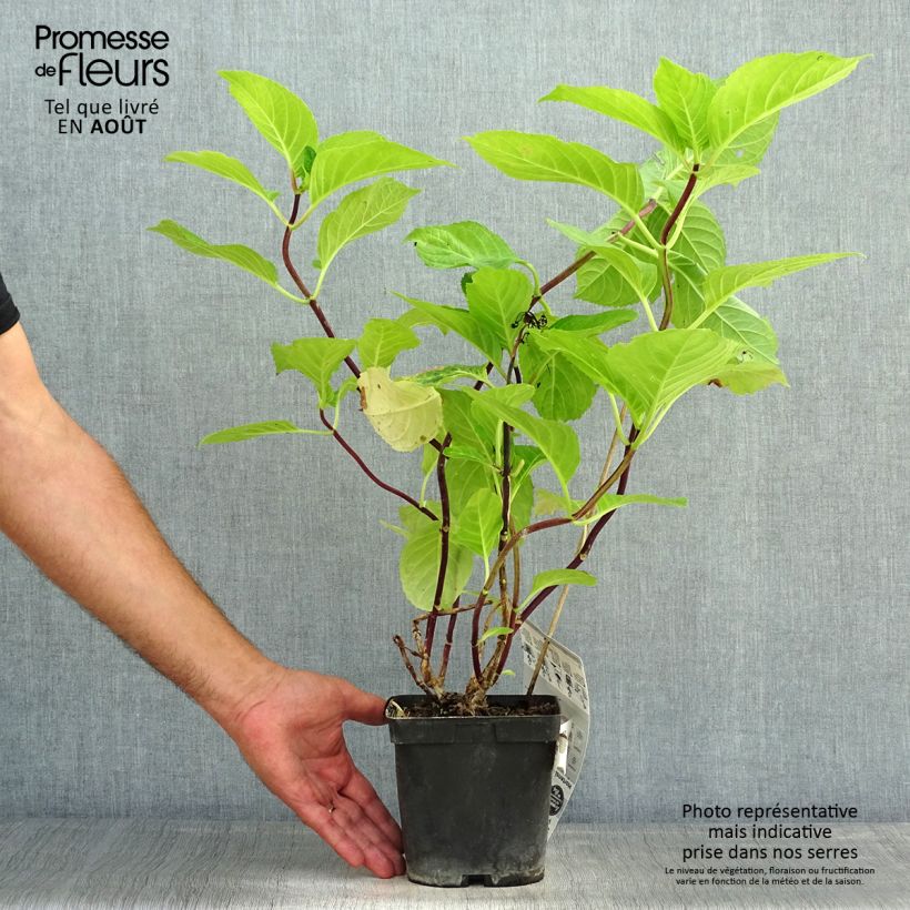 Spécimen de Hortensia - Hydrangea macrophylla Zorro rose Pot de 2L/3L tel que livré en été