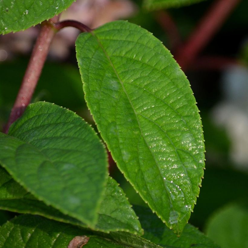 Hydrangea paniculata Bobo - Hortensia paniculé nain (Feuillage)