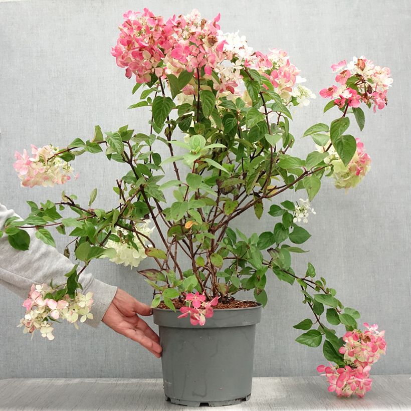 Spécimen de Hydrangea paniculata Diamant Rouge - Hortensia paniculé Pot de 7,5L/10L, 3/4 branches tel que livré en été