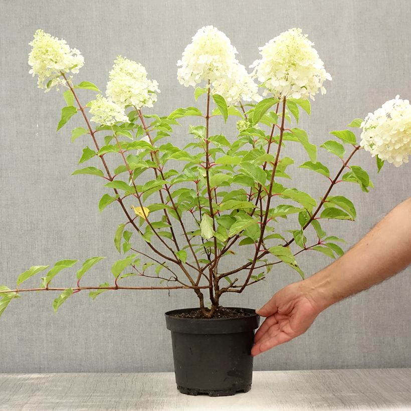Spécimen de Hydrangea paniculata Diamant Rouge - Hortensia paniculé Pot de 2L/3L, 3/4 branches tel que livré en été