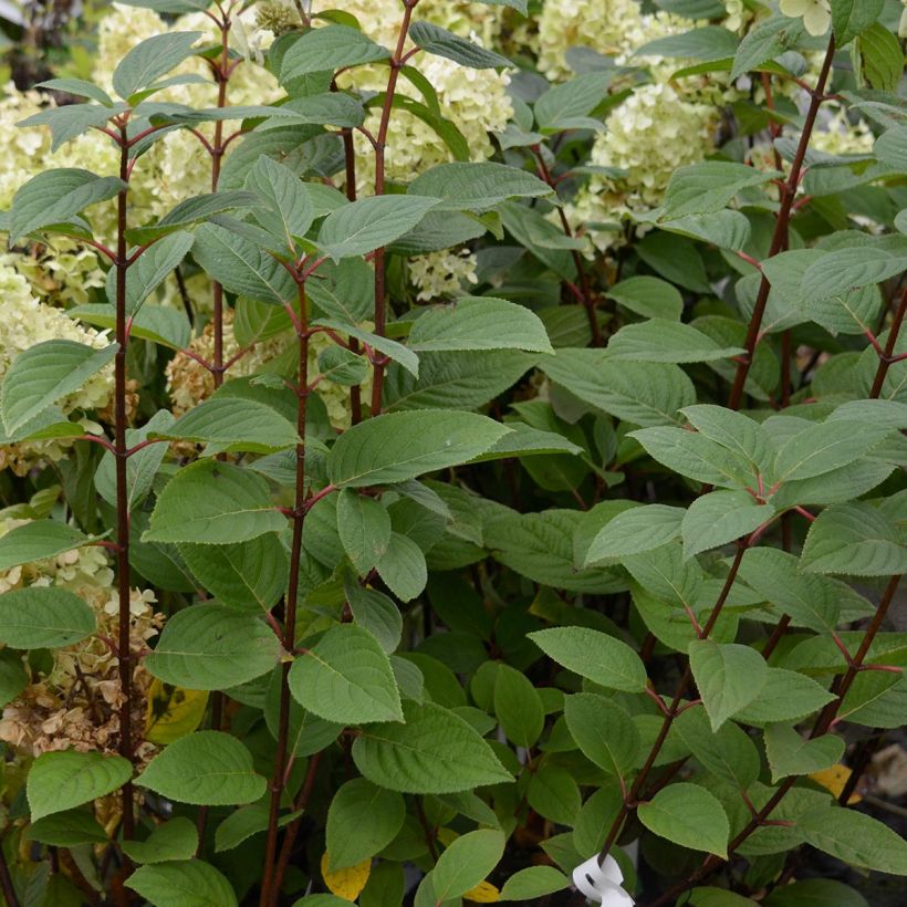 Hydrangea paniculata Early Sensation - Hortensia paniculé (Feuillage)