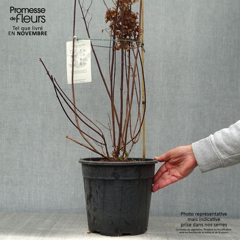 Spécimen de Hydrangea paniculata Fraise Melba - Hortensia paniculé Pot de 7,5L/10L tel que livré en automne