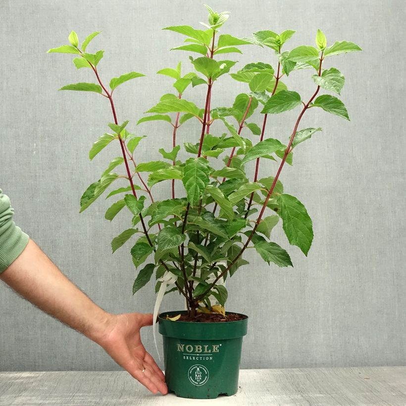Spécimen de Hydrangea paniculata Fraise Melba - Hortensia paniculé Pot de 3L/4L tel que livré en été