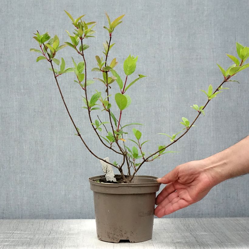 Spécimen de Hydrangea paniculata Grandiflora - Hortensia paniculé Pot de 3L/4L tel que livré en été