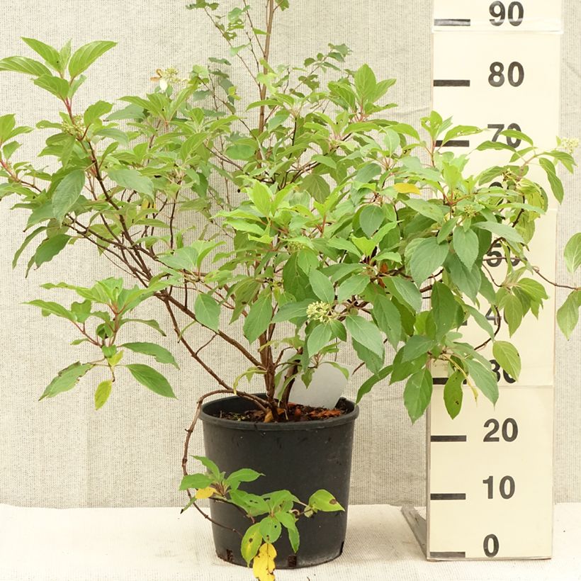 Spécimen de Hydrangea paniculata Great Star Le Vasterival - Hortensia paniculé Pot de 7,5L/10L tel que livré en été