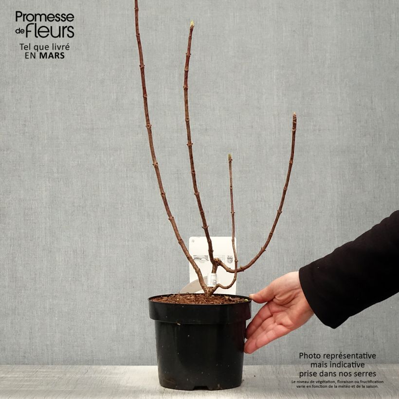 Spécimen de Hydrangea paniculata Great Star Le Vasterival - Hortensia paniculé Pot de 3L/4LHauteur livrée env. 20/30cm tel que livré au printemps