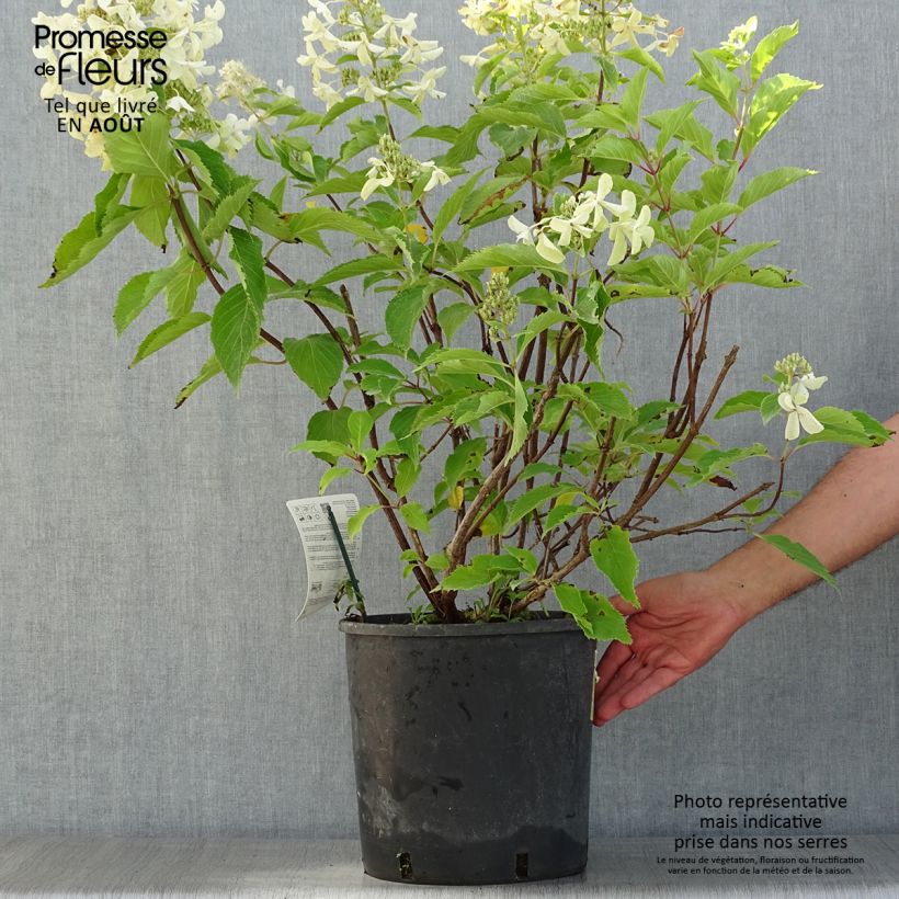 Spécimen de Hydrangea paniculata Levana - Hortensia paniculé Pot de 7,5L/10L tel que livré en été